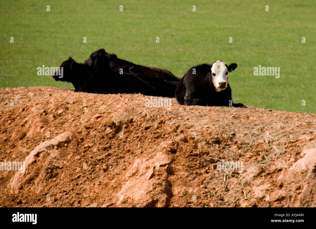 Black Angus hybrid cattle lie on an earthen dam by a pond in northwestern Oklahoma, USA. Stock Photo