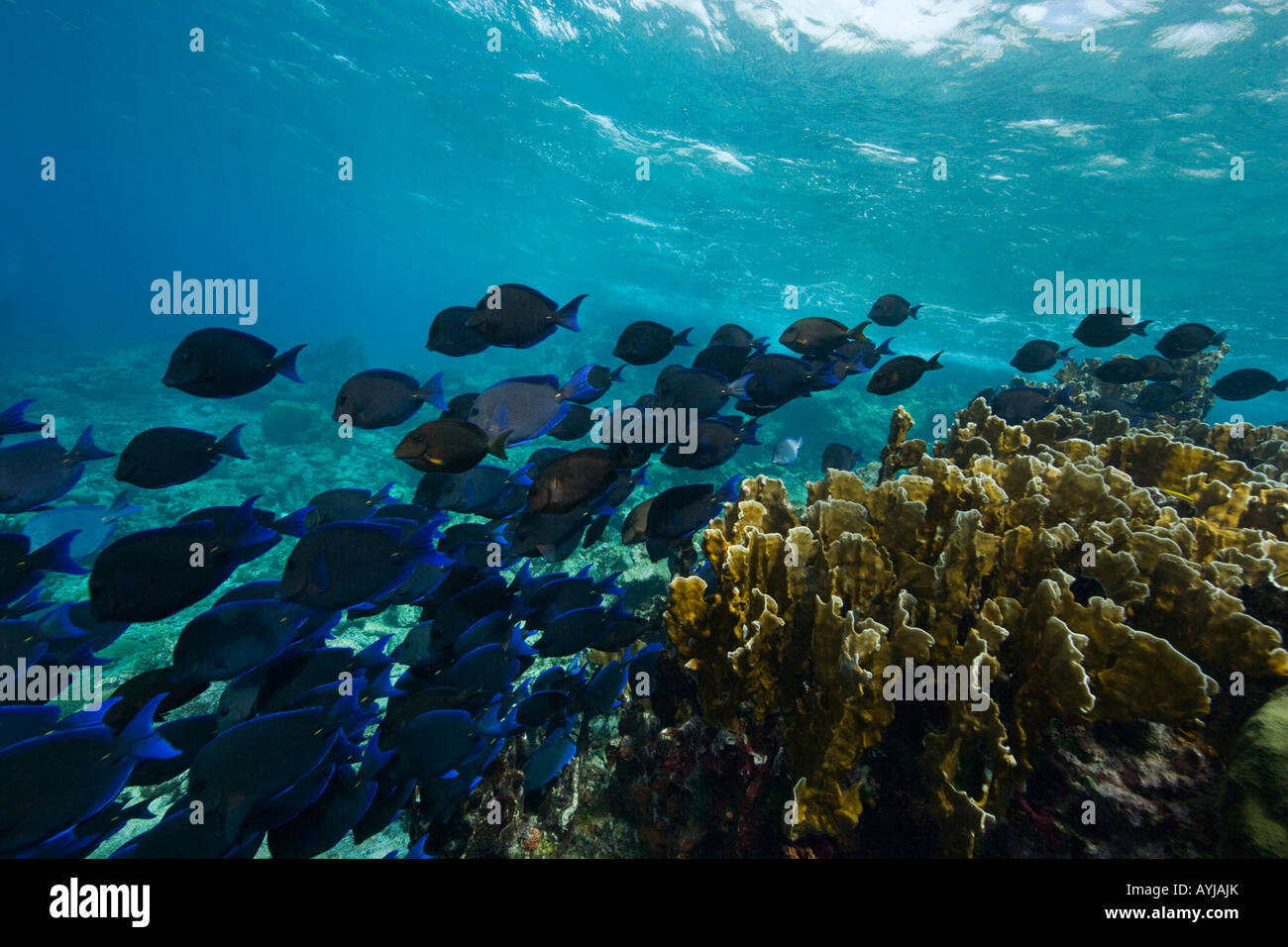 Schooling fish and coral Bonaire Netherland Antillies Stock Photo