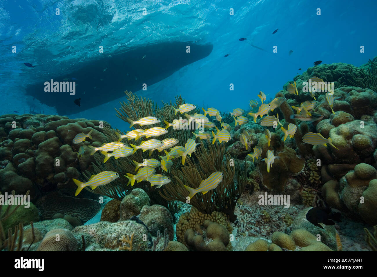 Schooling fish and diveboat Bonaire Netherland Antillies Stock Photo