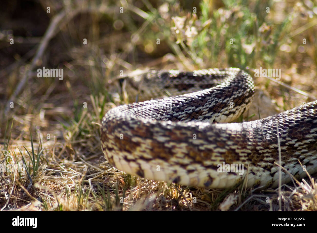 Gopher snake or bullsnake (Pituophis catenifer), Arizona Stock Photo
