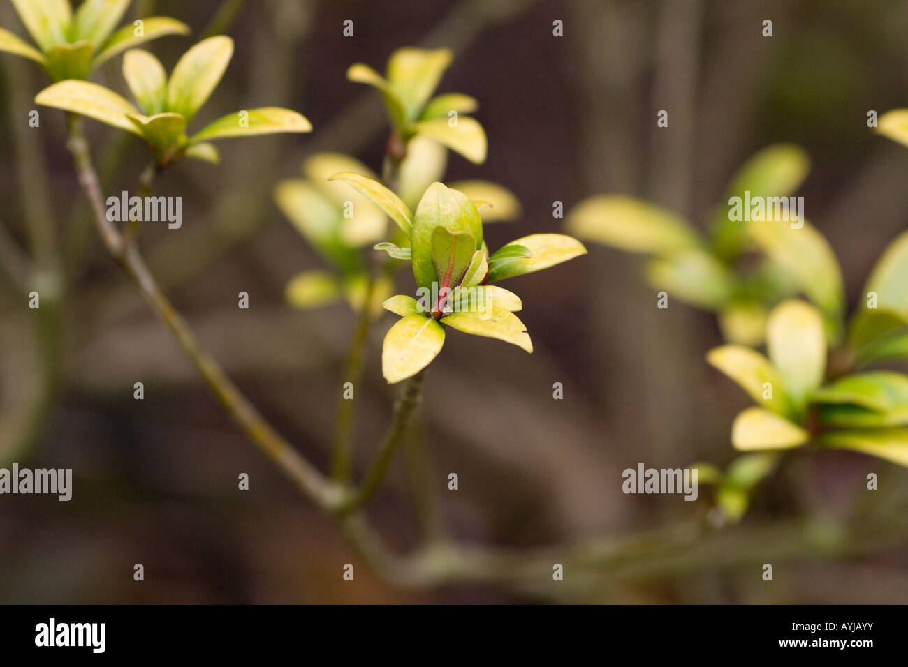 Rutaceae skimmia japonica subsp. japonica Stock Photo
