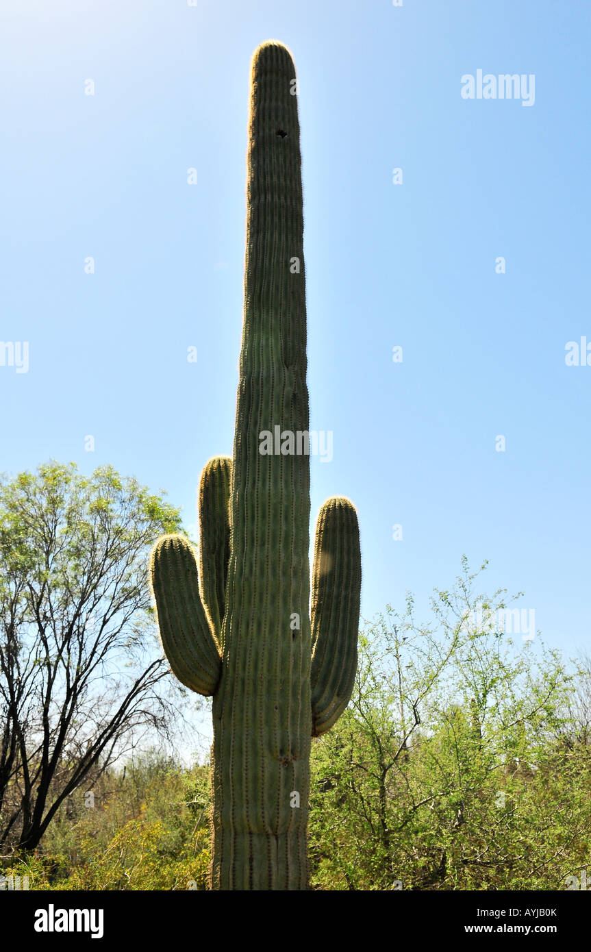 Saguaro cactus in sonora desert hi-res stock photography and images - Alamy