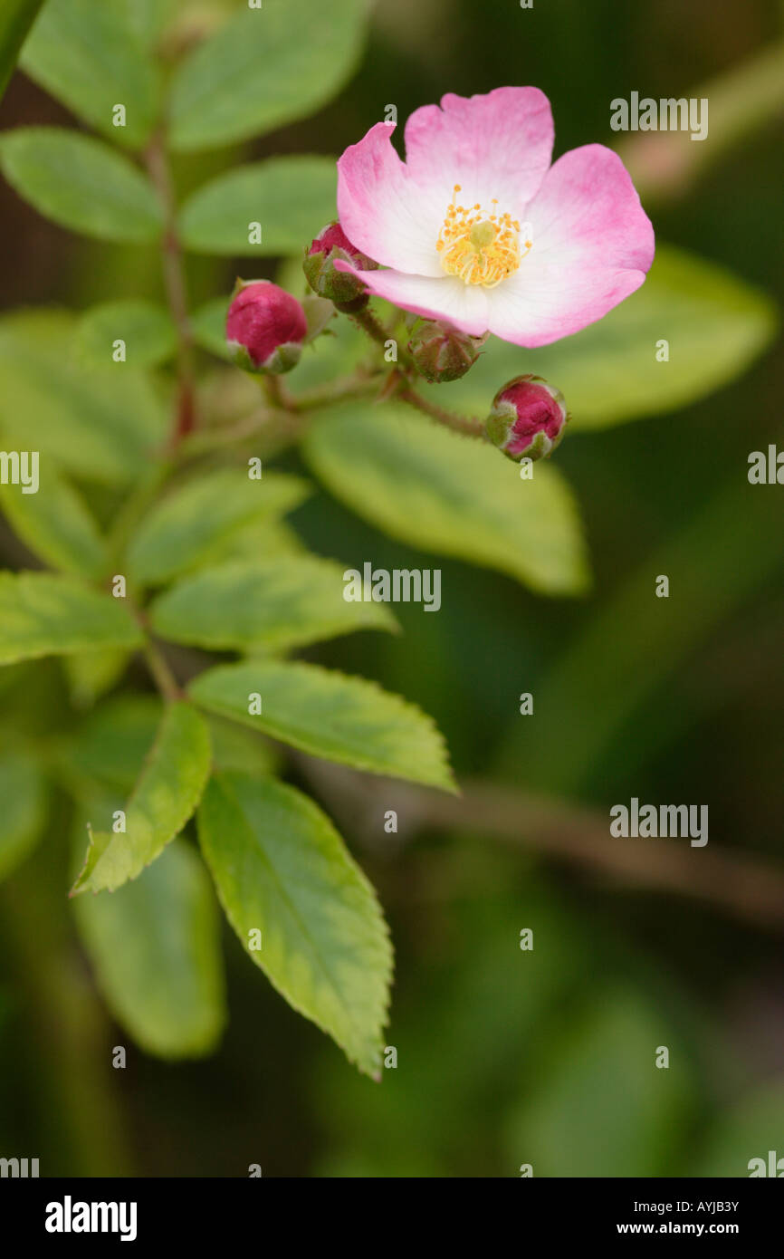 Dog rose (Rosa canina) in flower, England, UK Stock Photo - Alamy