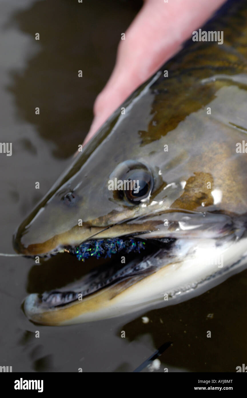 brook trout close up Stock Photo - Alamy