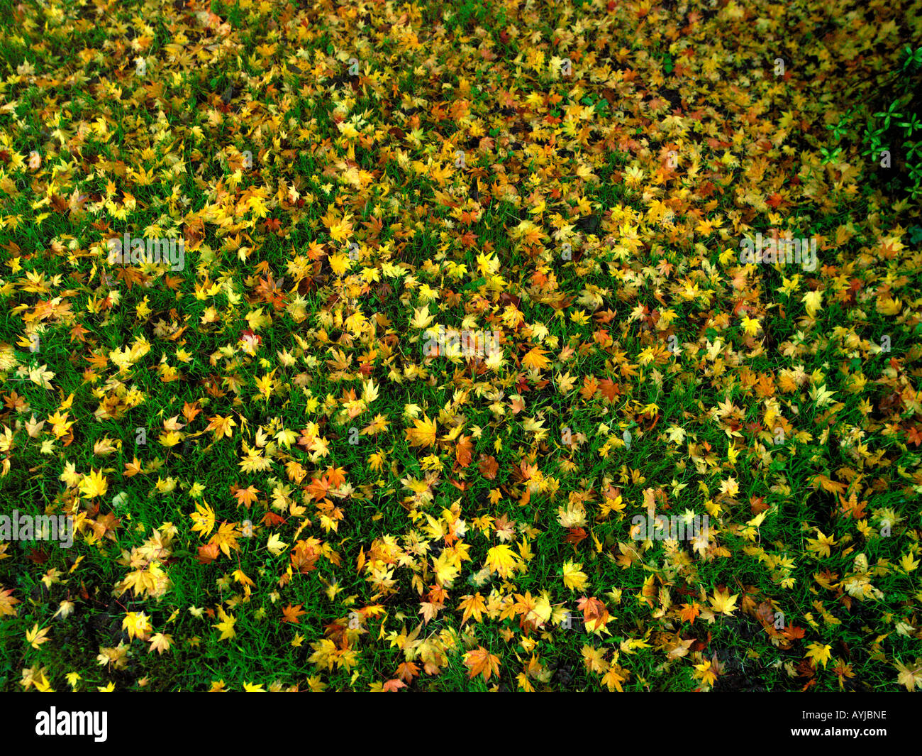 Acer maple leaf autumn season fall hi-res stock photography and images ...