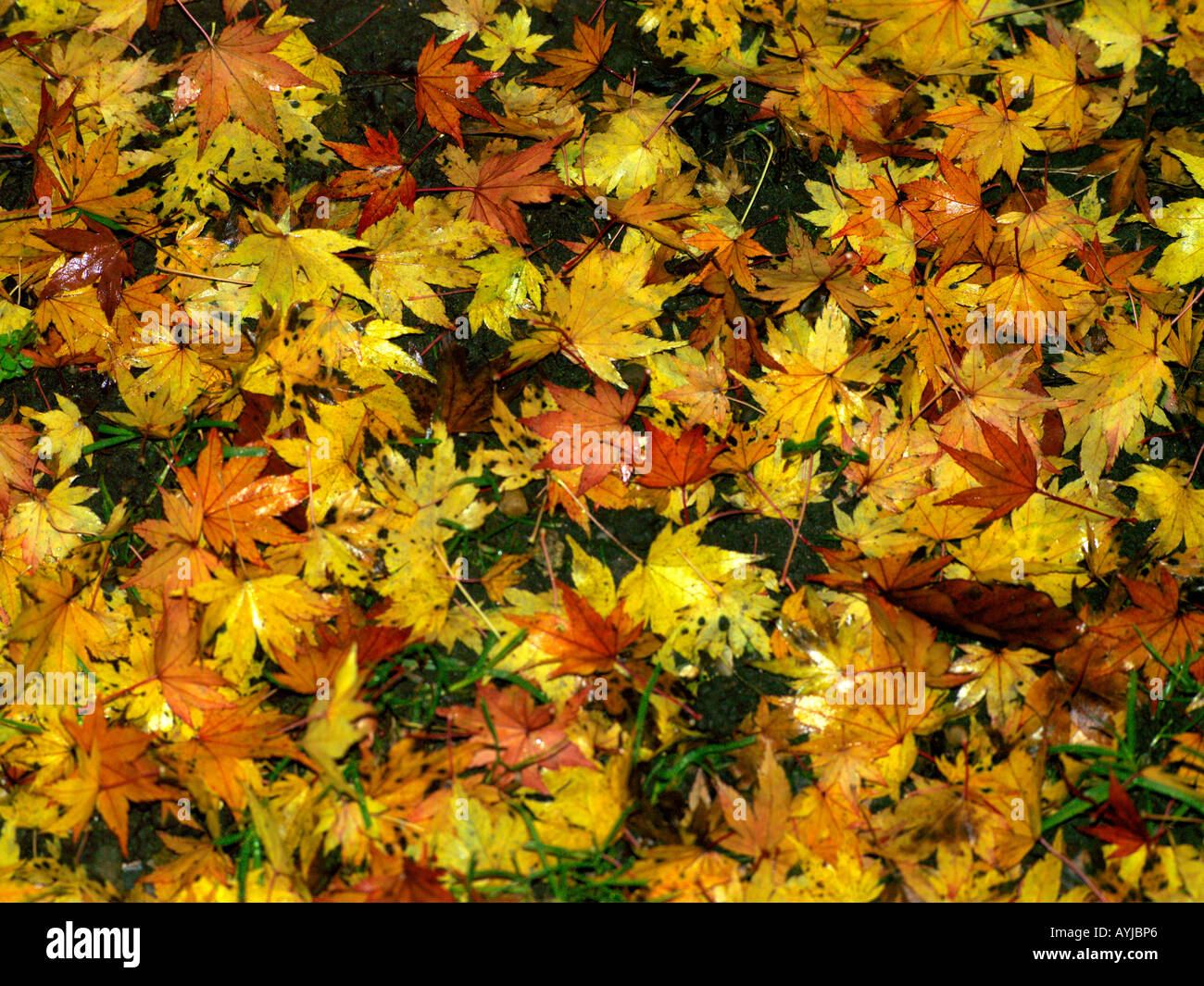 Acer Leaf Background Autumn Leaves on Grass Stock Photo