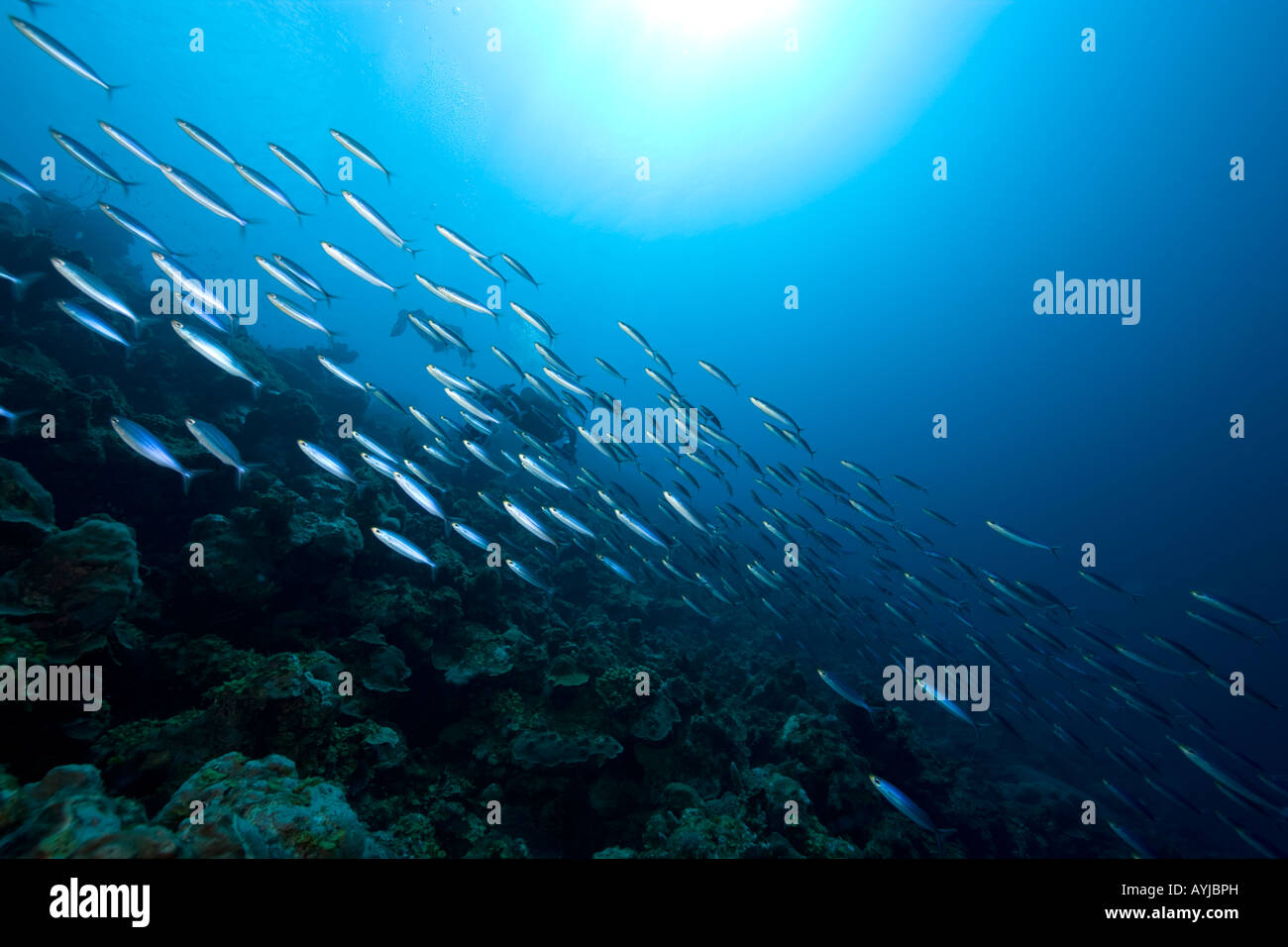 Schooling fish and scuba diver underwater Bonaire Netherland Antilles Stock Photo