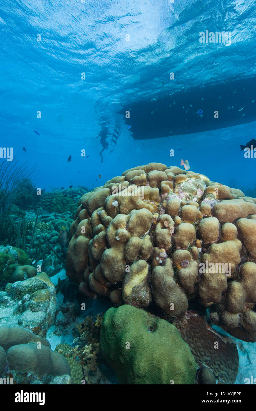 Underwater view of coral and diveboat Bonaire Netherland Antilles Stock Photo