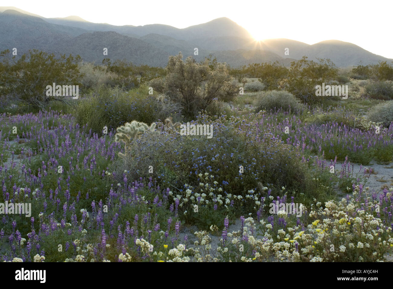 Spring Wildflowers, Joshua Tree National Park Stock Photo Alamy