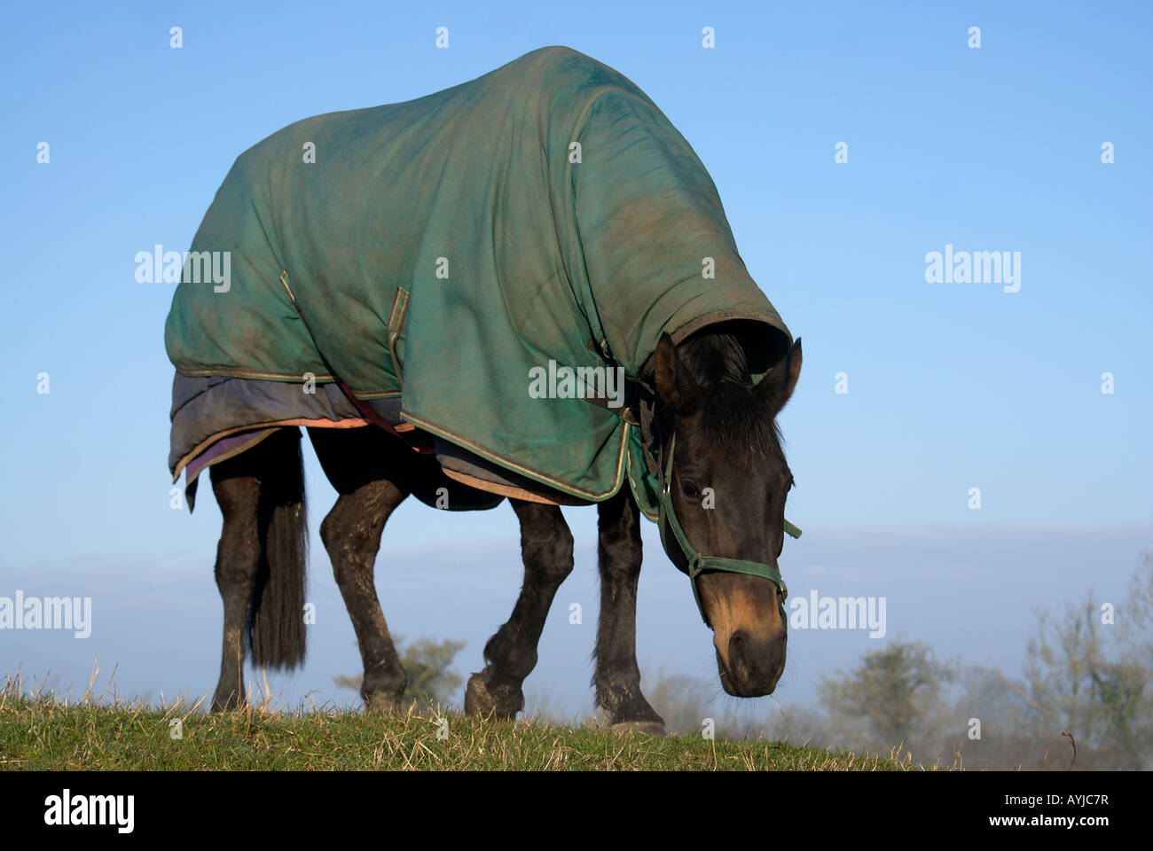 Hunter horse Stock Photo