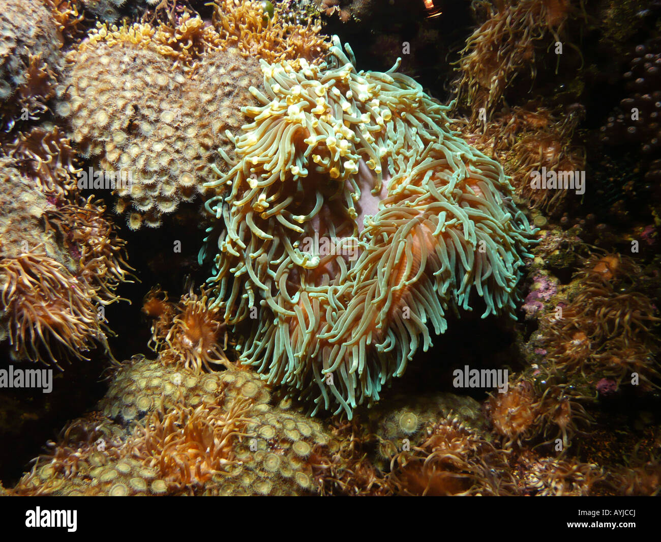 Sea anemone at Nausicaa aquarium National Sea Center Boulogne sur mer ...