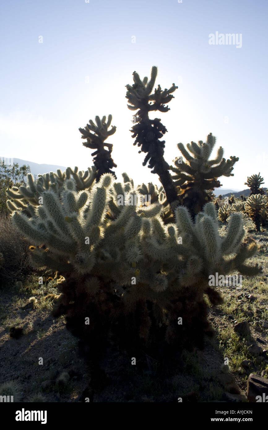 Cholla Cactus Garden, Joshua Tree National Park Stock Photo
