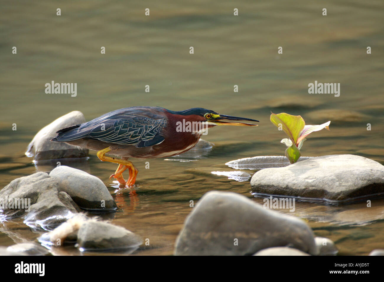 BH-414D, HUNTING GREEN-BACKED HERON Stock Photo