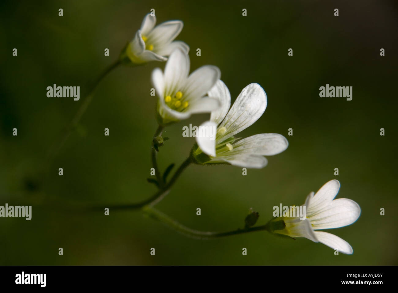 Meadow Saxifrage, Saxifraga granulata Stock Photo