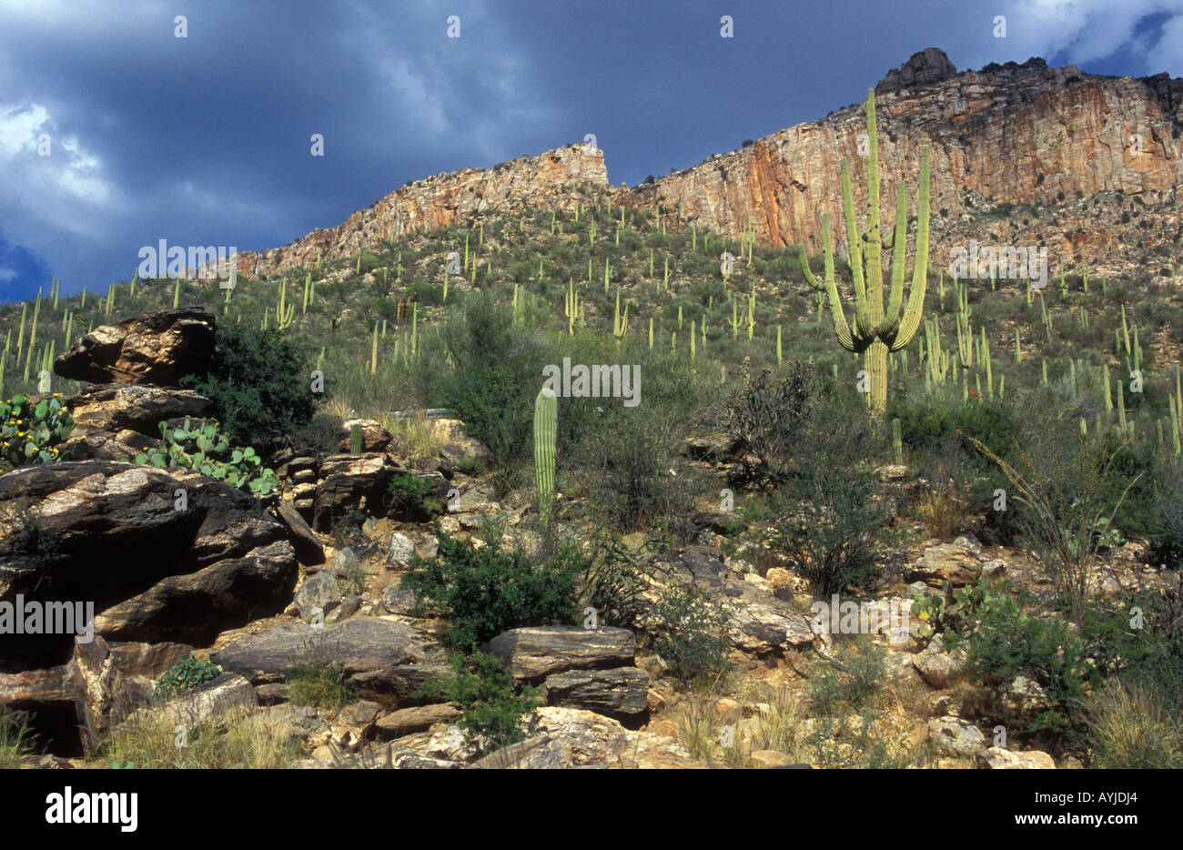 Cacti in sonoran desert hi-res stock photography and images - Alamy