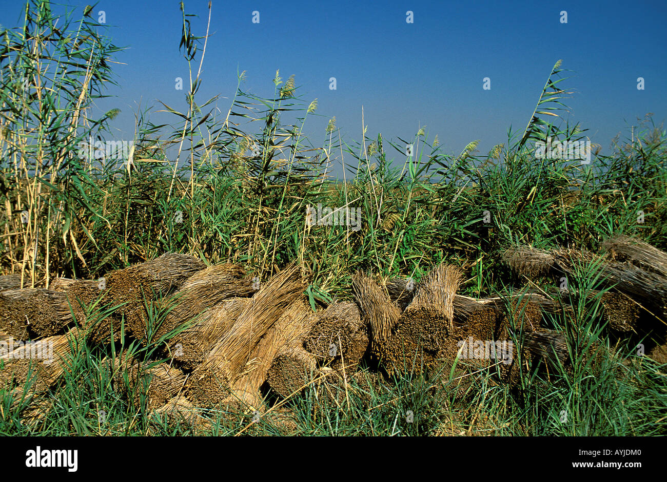 Reed cutting and collecting in the Camargue National park in the Provence Stock Photo