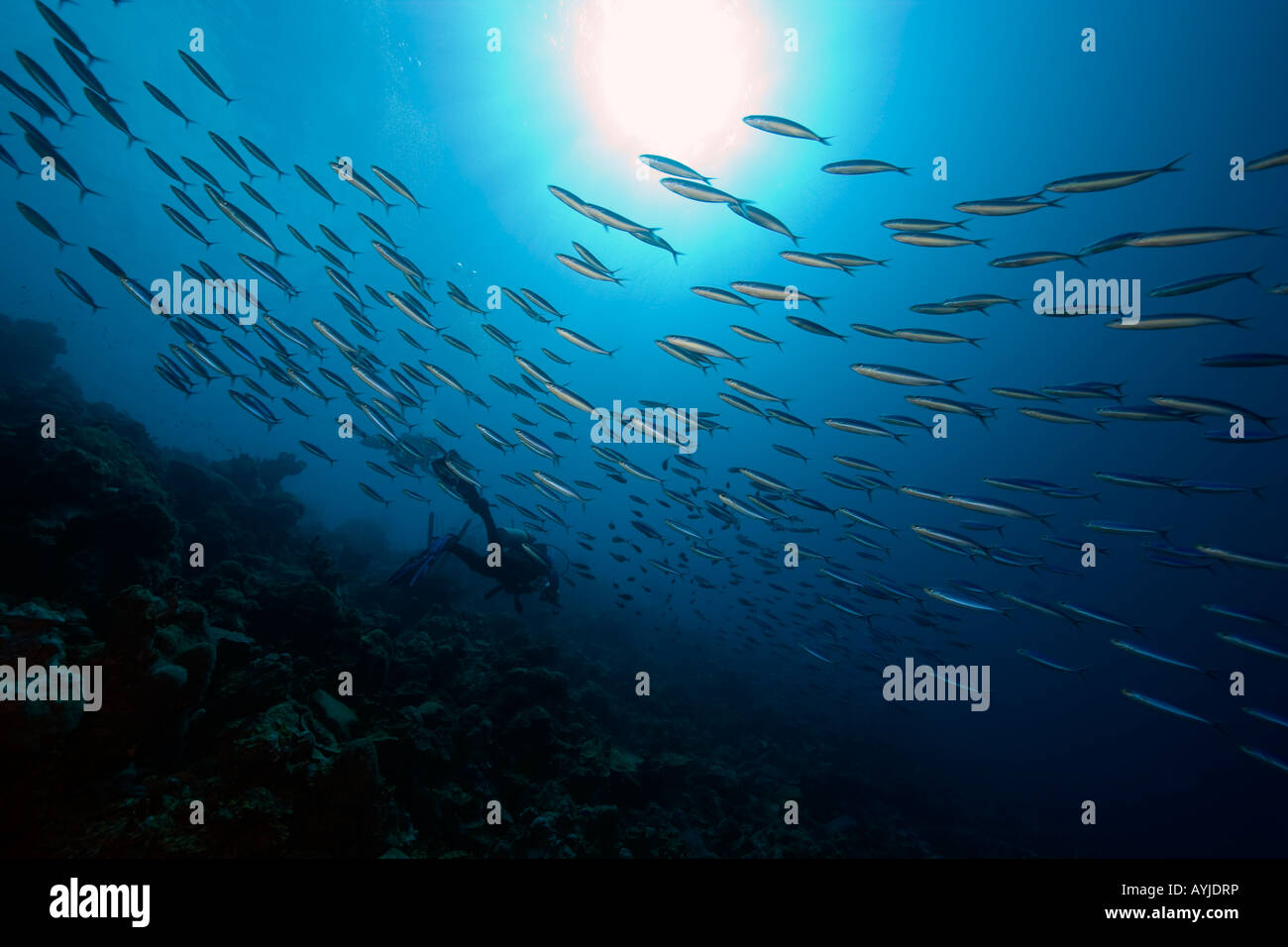Schooling fish and scuba diver underwater Bonaire Netherland Antillies Stock Photo