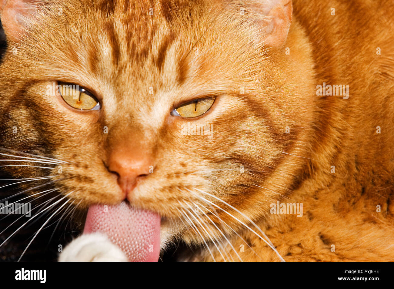 golden cat licking his paw with his tongue sticking out and looking