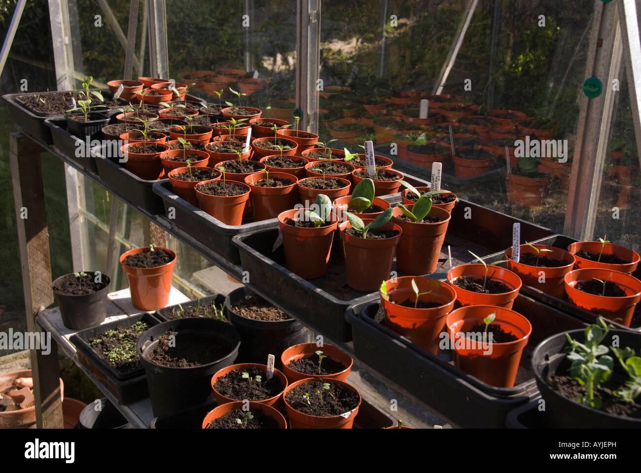 young plants in a greenhouse Stock Photo - Alamy