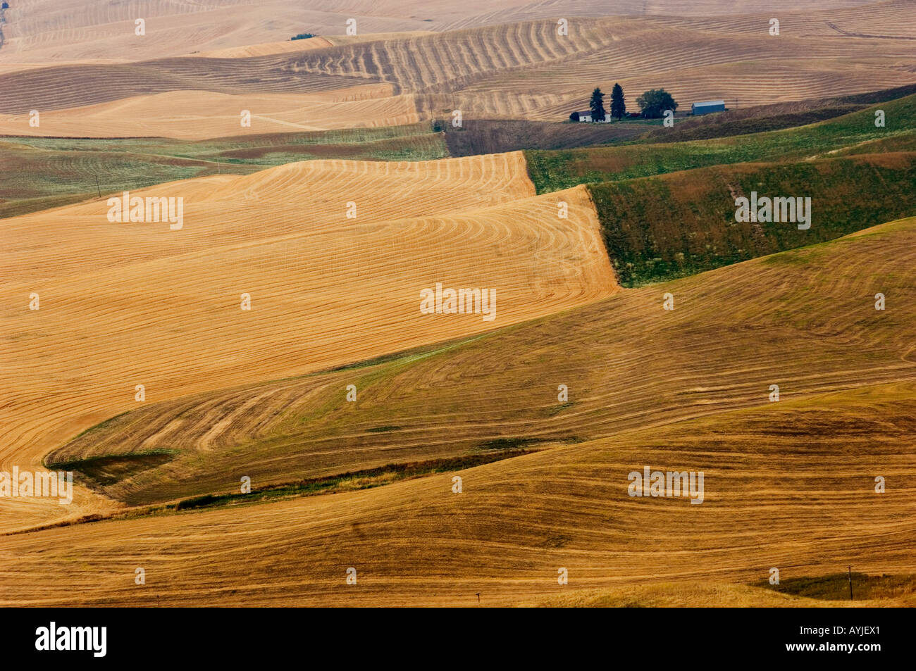 HARVESTED WHEAT FIELDS OF PALOUSE HILLS OF EASTERN WASHINGTON STATE USA Stock Photo