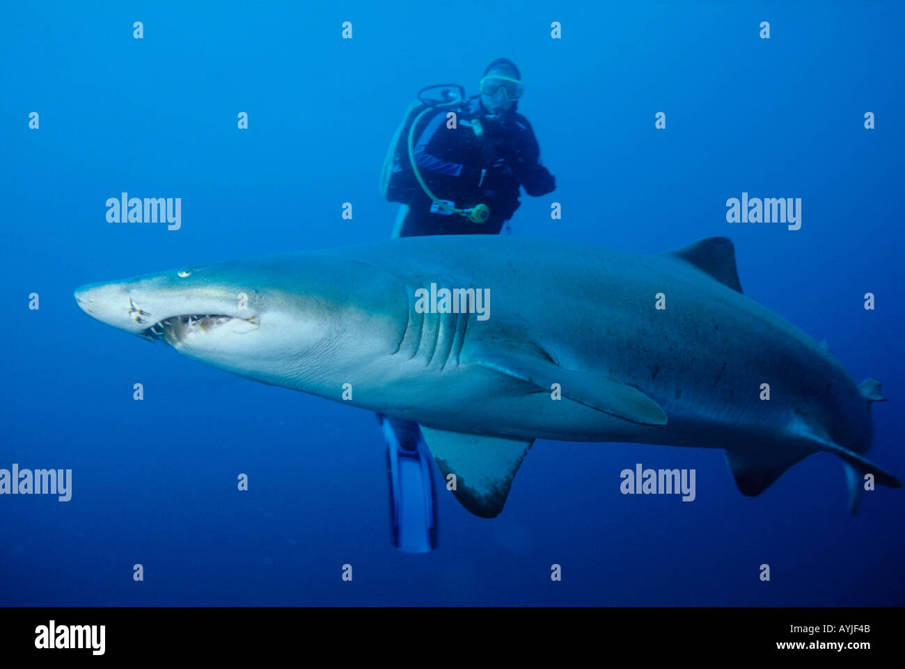 SCUBA diver and Sand Tiger Shark Carcharius taurus. Also called Grey Nurse and Ragged Tooth shark. Stock Photo