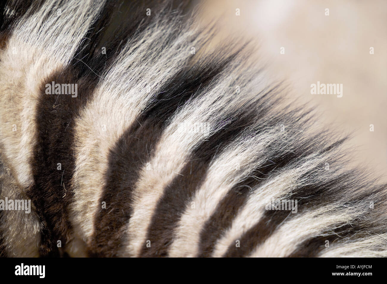 zebra close up Stock Photo - Alamy