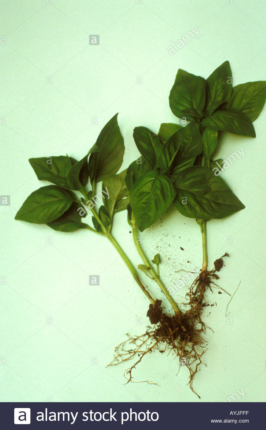 Fibrous Root Stock Photos & Fibrous Root Stock Images Alamy