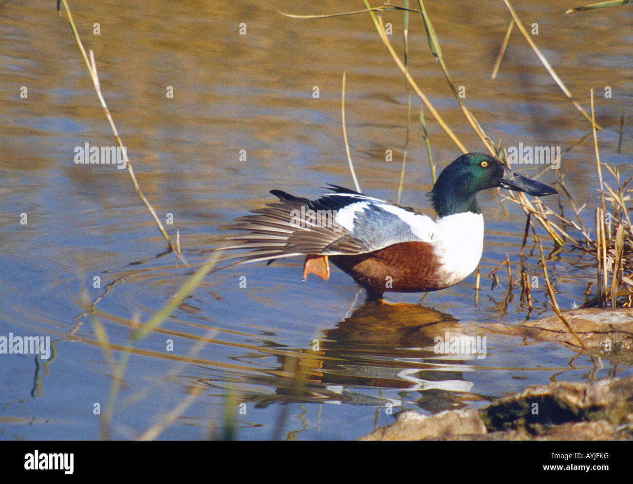 Shoveler. Tablas de Daimiel National Park. Ciudad Real province. Castile La Mancha. Spain. Stock Photo