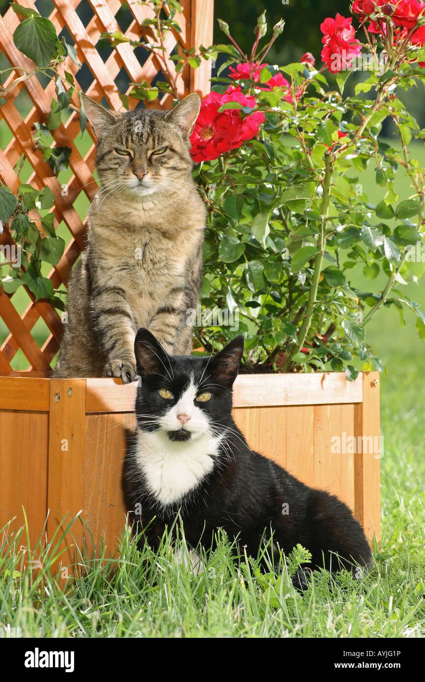two cats - sitting in the garden Stock Photo - Alamy