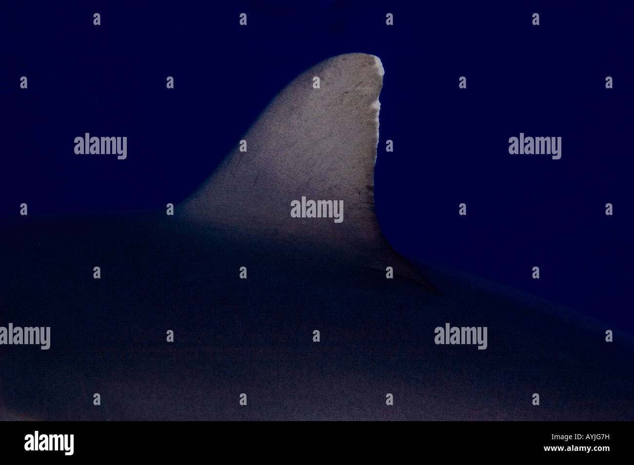 Grey reef shark dorsal fin Carcharhinus amblyrhynchos Yap Federated