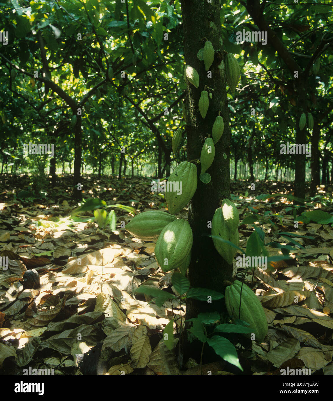 Mature cocoa pods on the bush underneath a canopy of leaves in the plantion Malaysia Stock Photo