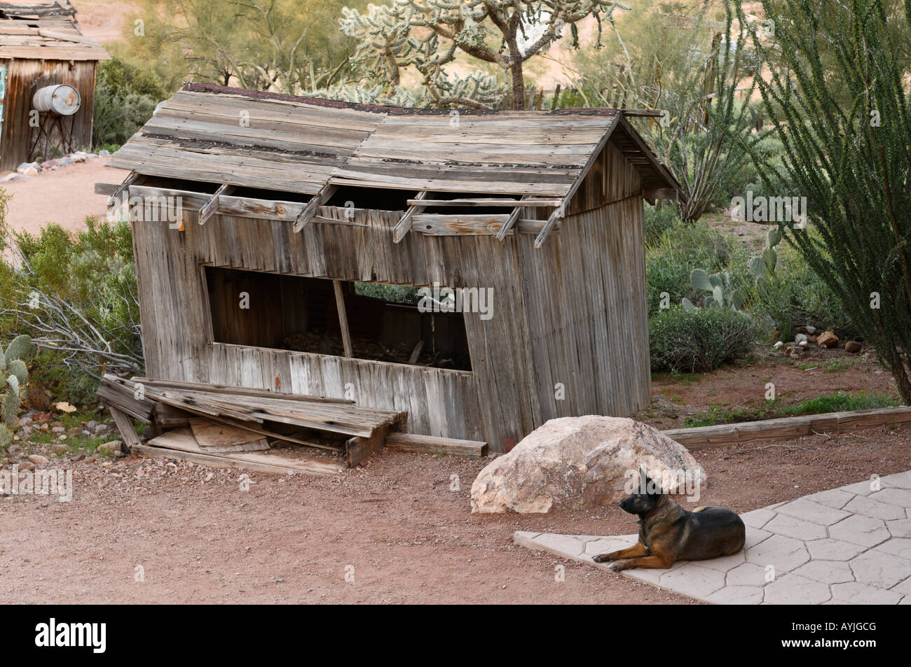 Old decrepit shed and a watch dog at Goldfield Ghost Town, Arizona Stock Photo
