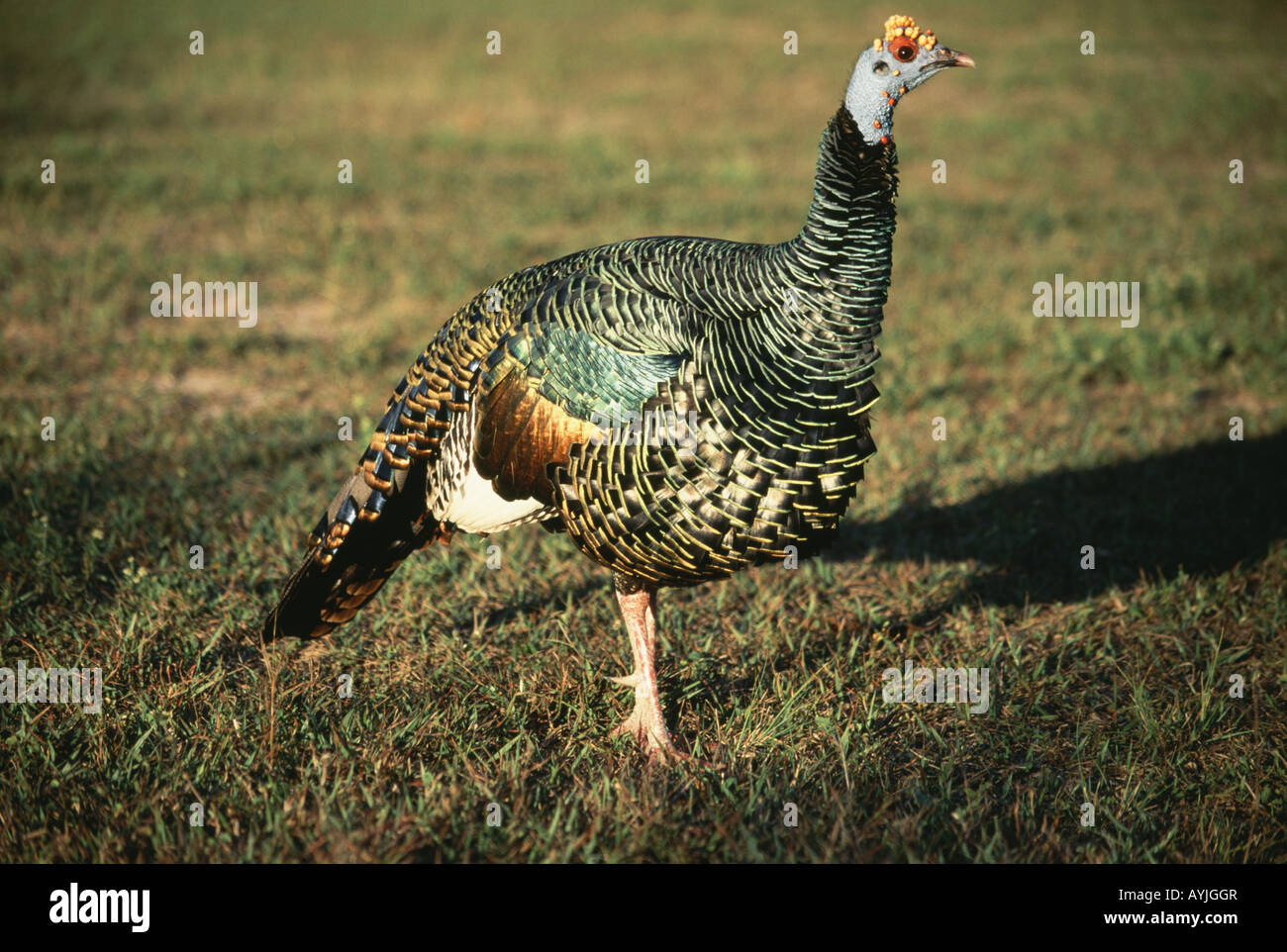 Wild Turkey Tail Feather Stock Photo - Download Image Now - Feather, Wild  Turkey, Cut Out - iStock