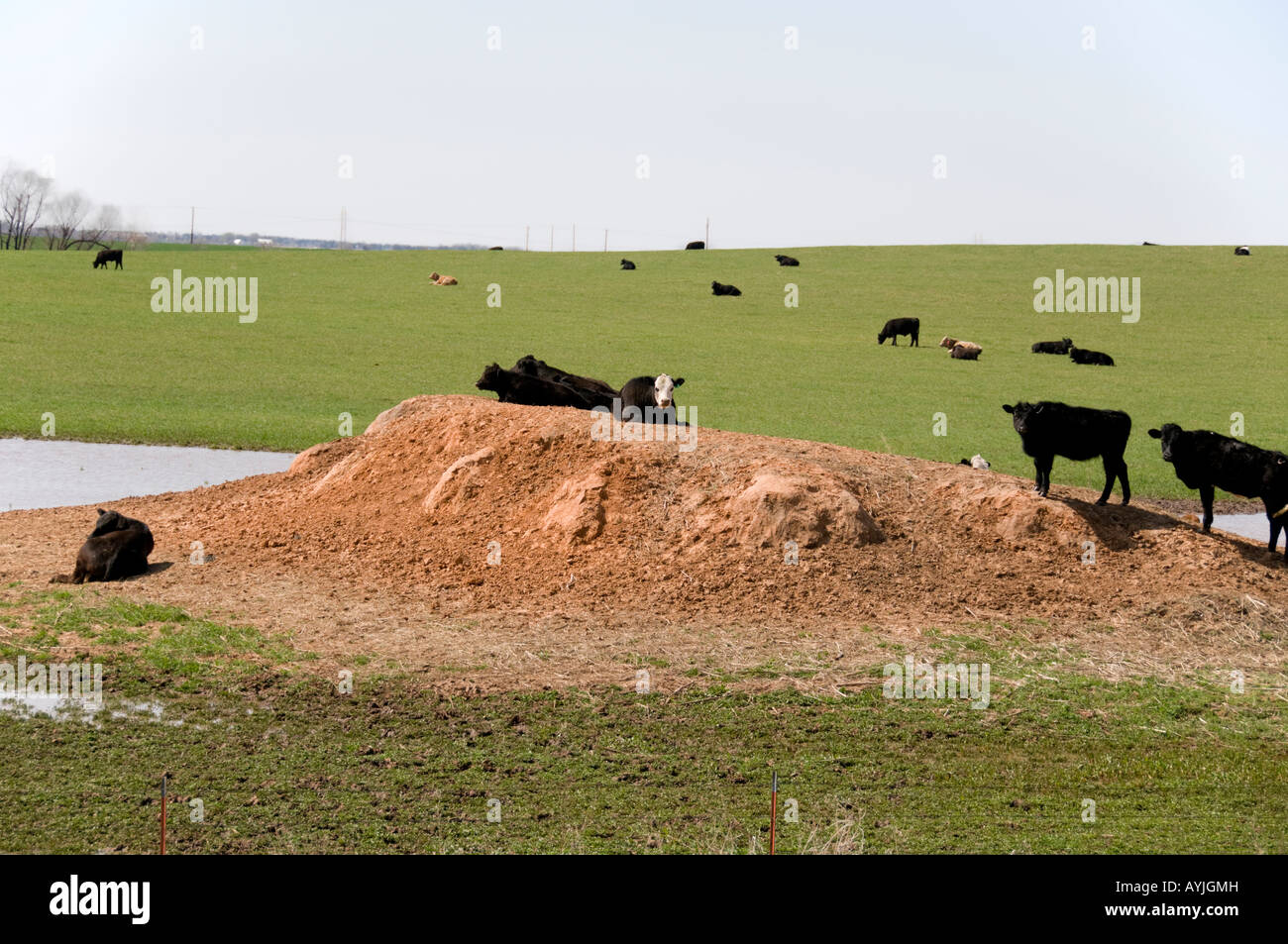 Black Angus and hybrid cattle graze on young wheat pasture and lie on an earthen dam by a pond. Oklahoma, USA. Stock Photo