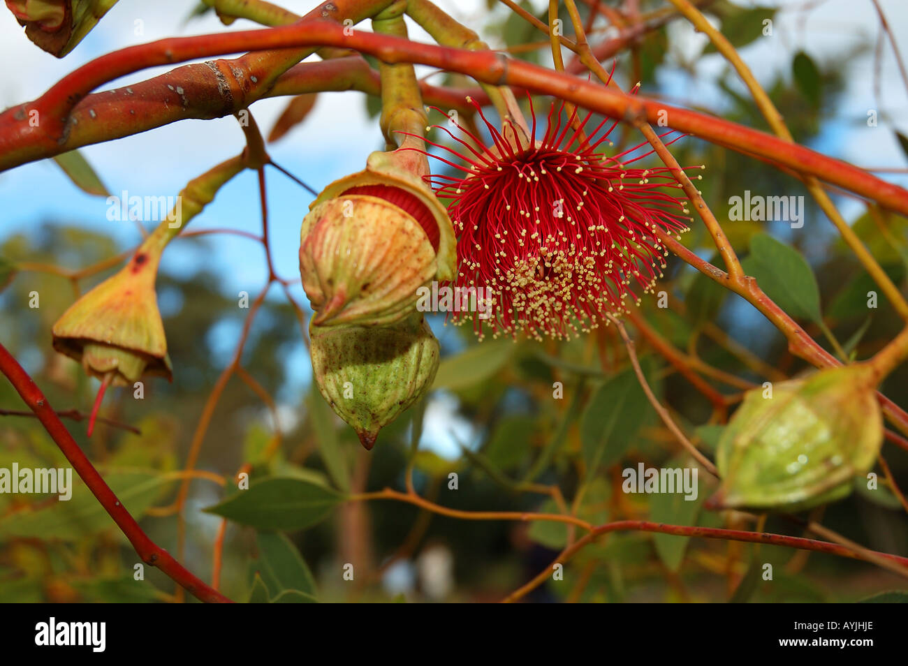 Spectacular flowers of the pear fruited mallee Eucalyptus pyriformis a native Western Australian tree Stock Photo