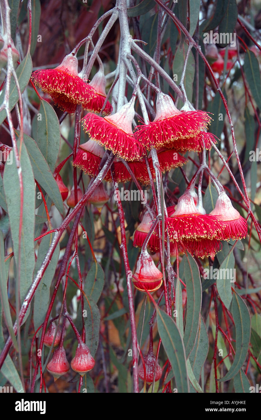 hanging flowers of the Flowering Gum Eucalyptus caesia