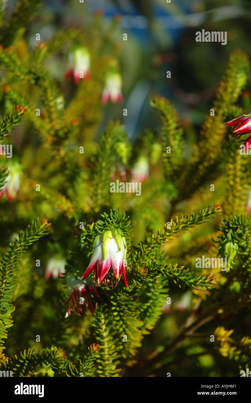 Cranbrook bell Darwinia meeboldii a native Western Australian wildflower Stock Photo