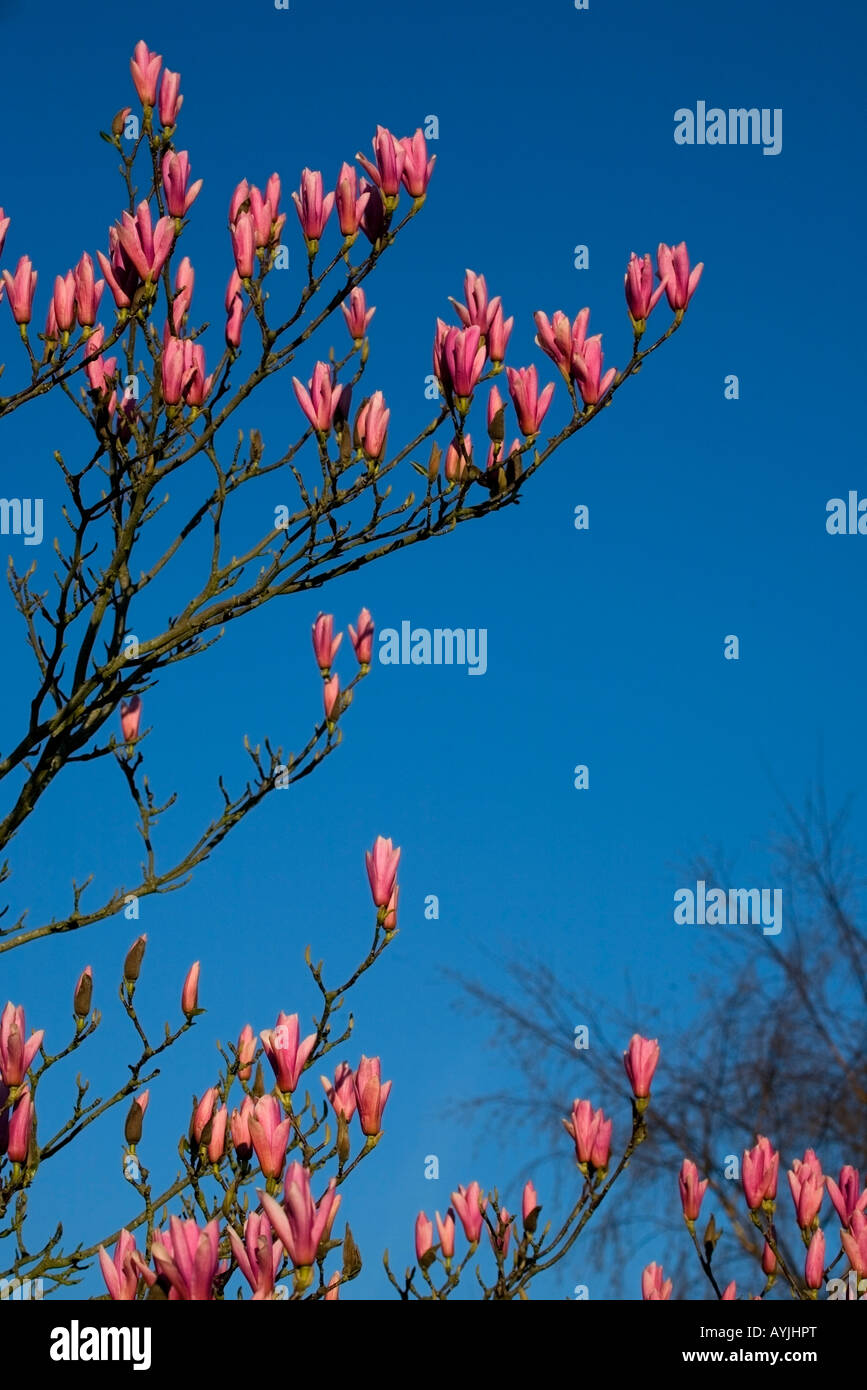 Magnolia treee, early spring against a blue sky Stock Photo - Alamy