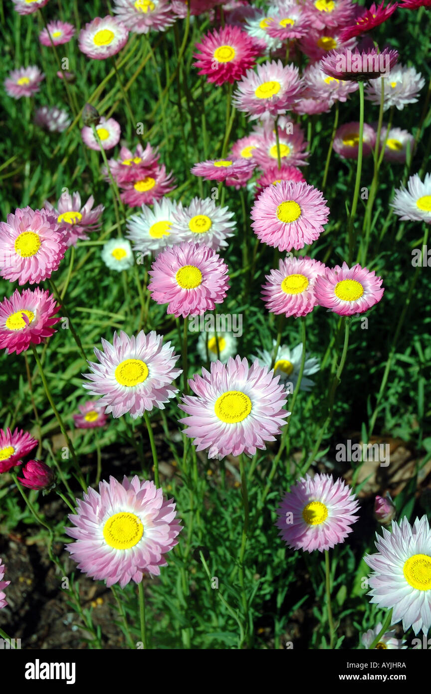 Spring wildflowers Paper daisies Rhodanthe chlorocephalus endemic to Western Australia Stock Photo