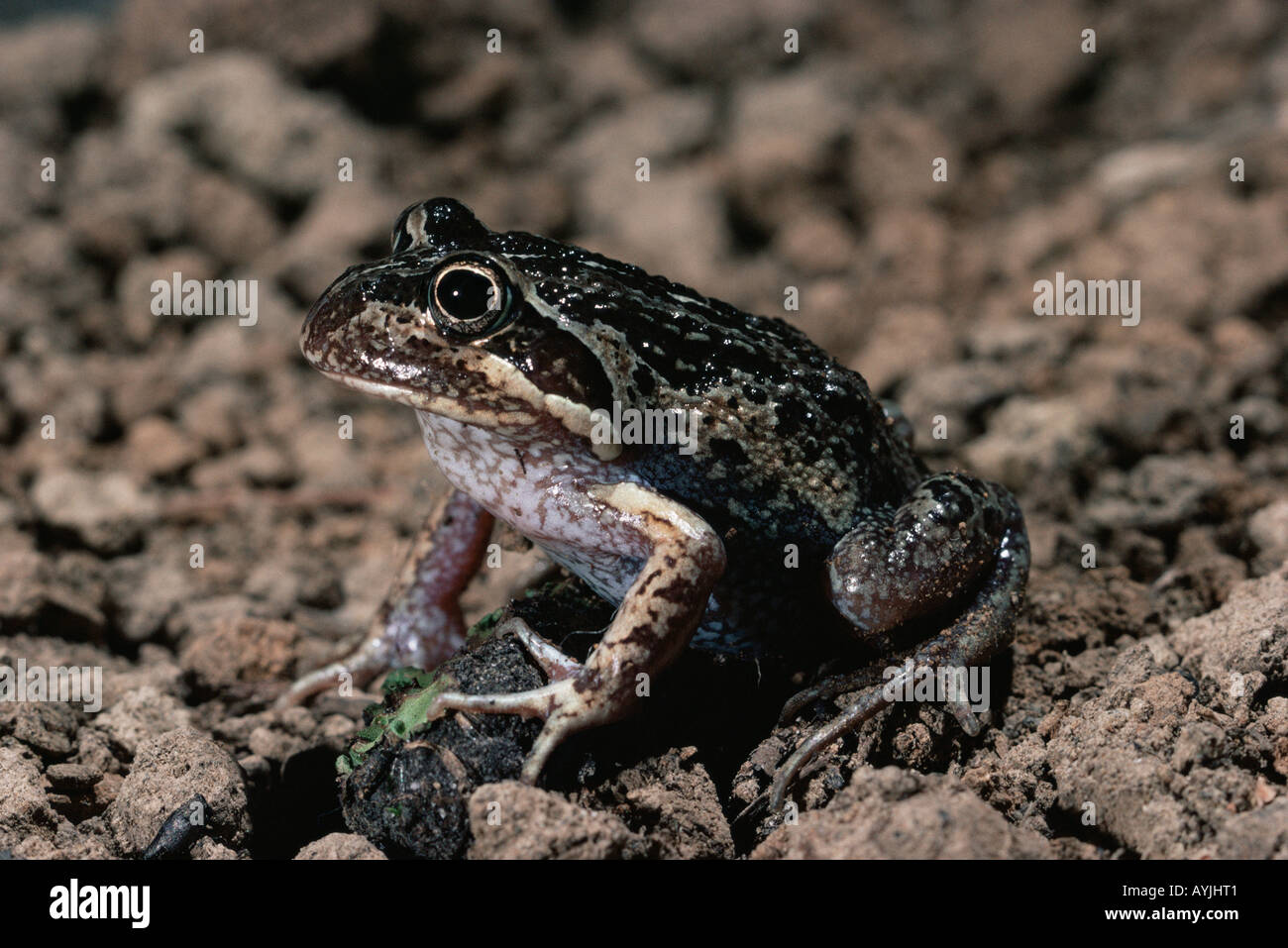 Eastern banjo frog limnodynastes dumerillii photographed in tasmania
