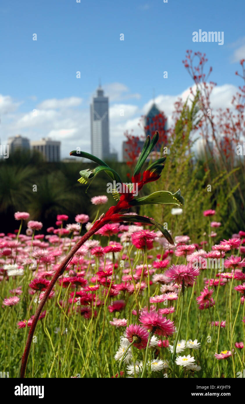 Spring wildflower display in Kings Park central Perth Western Australia Stock Photo