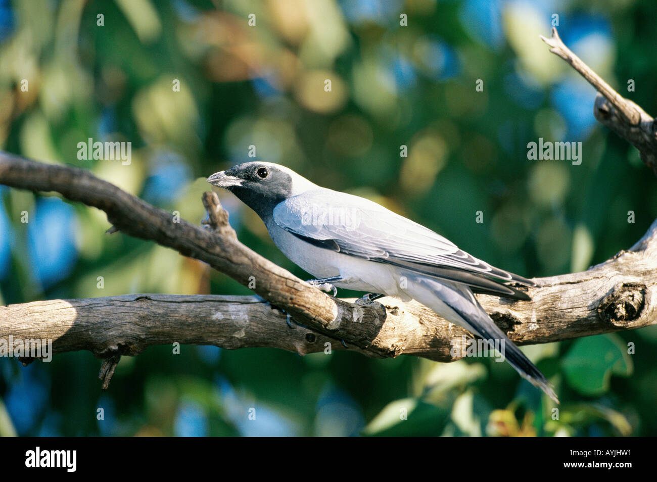 Black-faced Cuckoo-shrike Coracina novaeholandiae Stock Photo