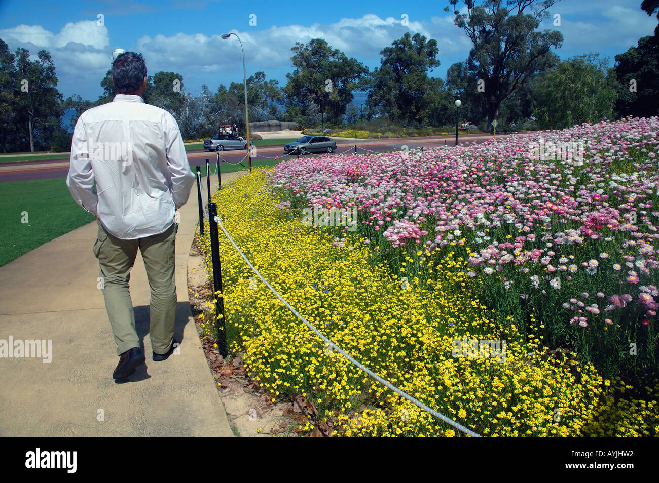 Spring wildflower display, Kings Park central Perth Western Australia MR Stock Photo