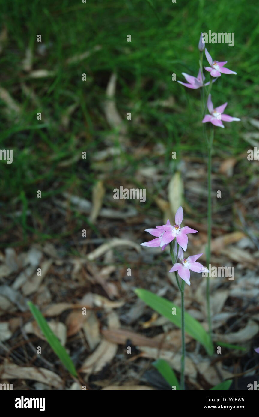 Orchid Caladenia latifolia blooming on forest floor southwestern Western Australia Stock Photo