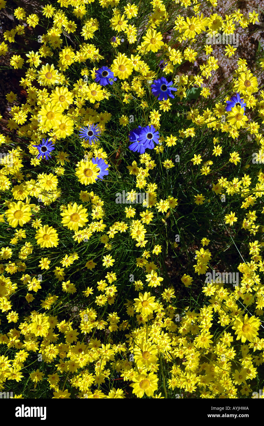Western Australian spring wildflowers yellow everlastings Schoenia filifolia and blue Swan River daisy Brachyscome ciliaris Stock Photo