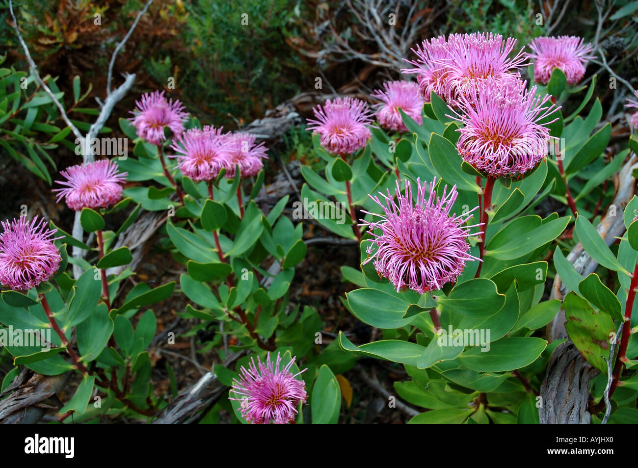 Pink coneflower (Isopogon cuneatus), Stirling Range National Park