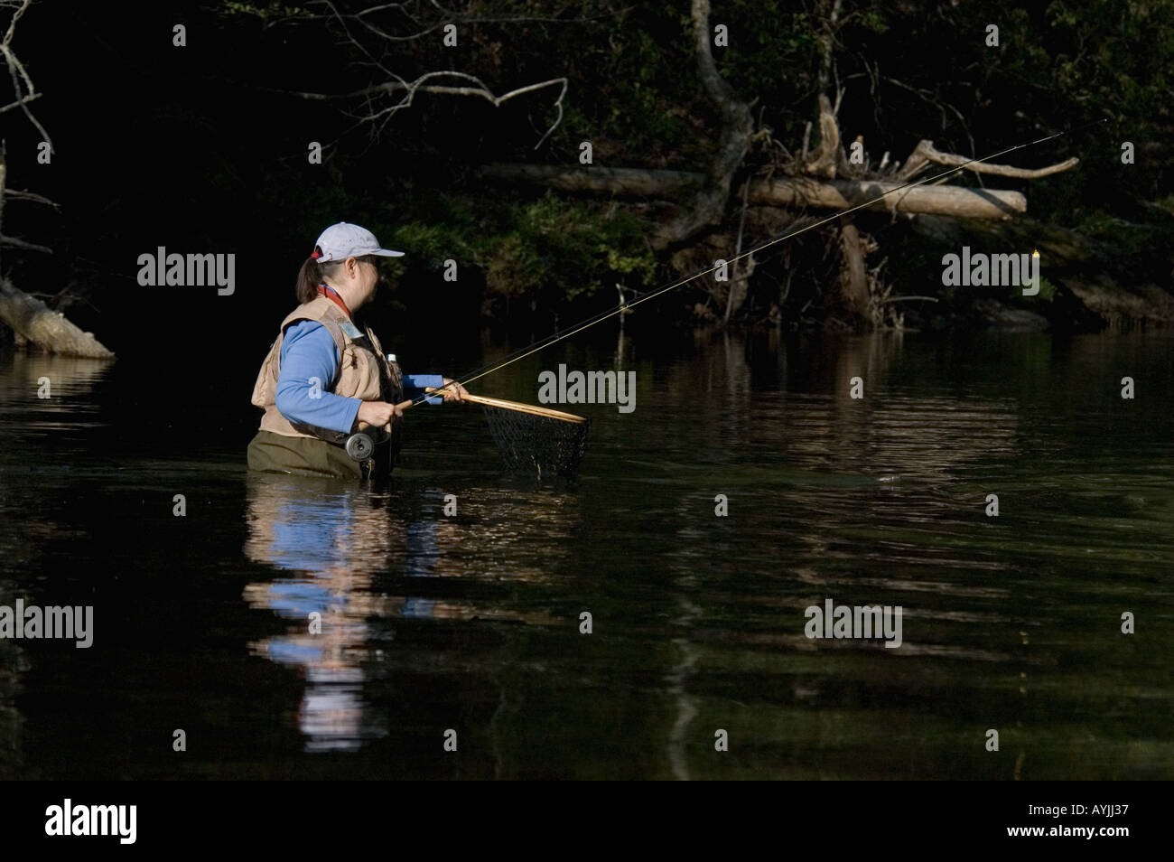 Woman Fly Fishing On Little River Model Release Great Smoky Mountains