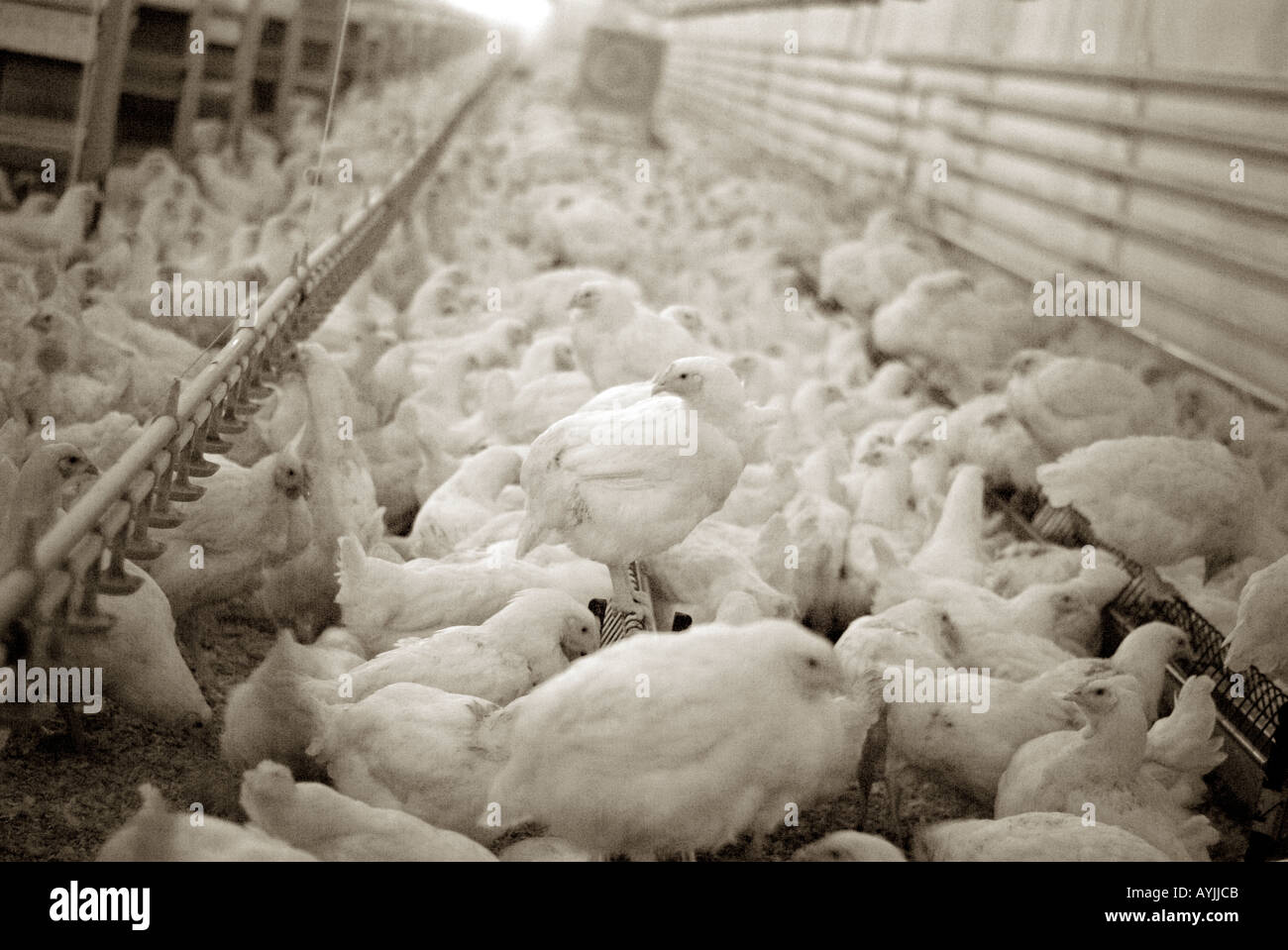 American Cobb chickens on a commercial poultry farm Stock Photo Alamy
