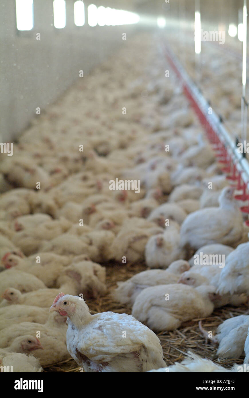 10000 33day old American Cobb chickens on a commercial poultry farm