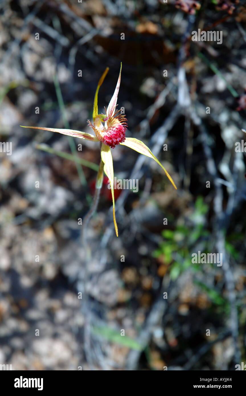 King Spider Orchid Caladenia pectinata pollinated by a thynnid wasp Stock Photo